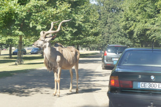 Antylopa w Parc de Thoiry