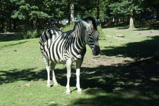Zebra w Parc de Thoiry
