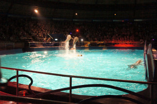 Pokazy delfinów w delfinarium w Hardewijk