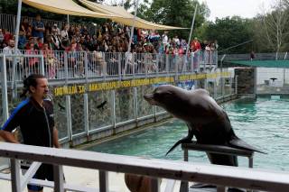 Pokaz w fokarium - zoo w Nyiregyhaza