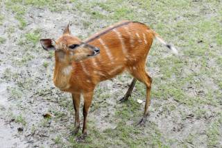 Nad niektórymi wybiegami biegną wysokie podesty - zoo w Nyiregyhaza