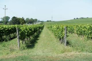 Tokajskie winnice z bliska