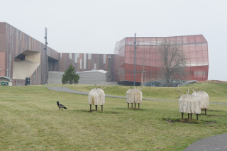 Barany przed Centrum Kopernik